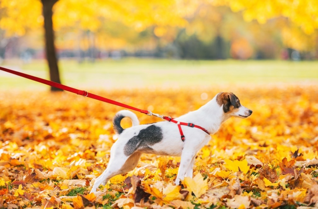 A dog on a lead, looking ahead